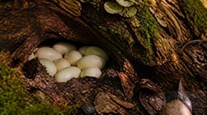 when and where eggs are laid when and where eggs are laid