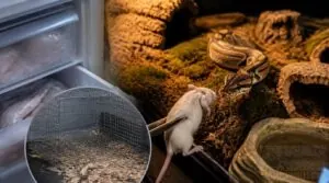 why feed frozen mice instead of live why feed frozen mice instead of live