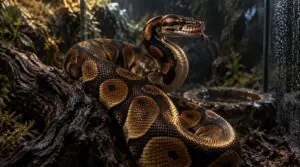 why is my snake aggressive 1 why is my snake aggressive 1