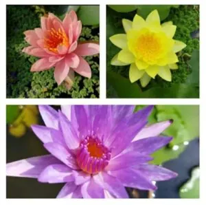 AquaLeaf Aquatics Hardy Water Lily B0DVXRSZ3F