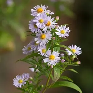 Aster Smooth Blue 500 Seeds B0C24WG3R3