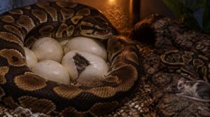 ball python reproduction, development, and lifespan ball python reproduction, development, and lifespan