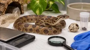 egg-eating snake health: quarantine, cleaning, and wellness checks egg-eating snake health: quarantine, cleaning, and wellness checks