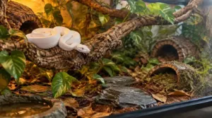 enclosure size, hides, and enrichment enclosure size, hides, and enrichment