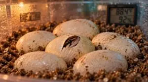 how can you support hatching without cutting ball python eggs how can you support hatching without cutting ball python eggs