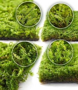 LuckyRunes Live Moss 4 Pack for B0D6LGPQDK