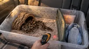 maintain species-appropriate temperatures during snake transport maintain species-appropriate temperatures during snake transport
