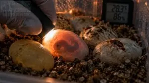 monitoring egg viability and hatching monitoring egg viability and hatching