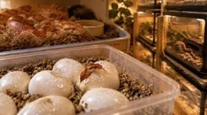 plan for egg care, hatchlings, and female recovery plan for egg care, hatchlings, and female recovery