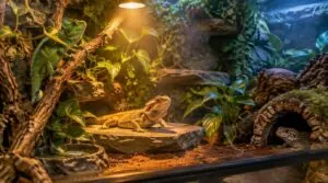 reptile enclosure features for climbing, hiding, and basking reptile enclosure features for climbing, hiding, and basking