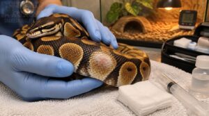 treating snake burns safely treating snake burns safely