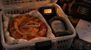 what do snakes need when traveling 1 what do snakes need when traveling 1