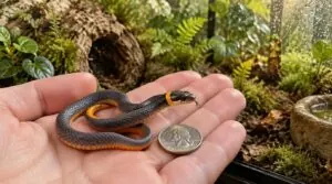 what is the smallest pet snake what is the smallest pet snake