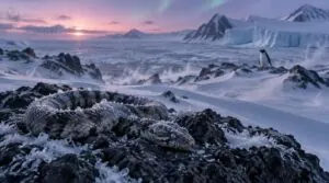 why antarctica has no snakes why antarctica has no snakes