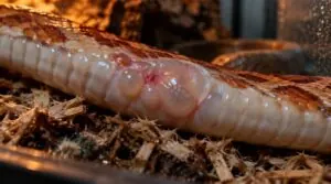 why are there bubbles under my snake’s scales why are there bubbles under my snake’s scales